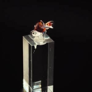 Anello Cuore Legato Argento 925 Ambra Baltica